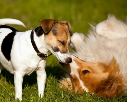 Dogs at dog park